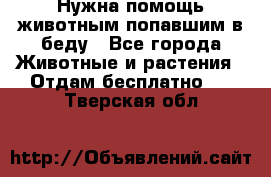 Нужна помощь животным попавшим в беду - Все города Животные и растения » Отдам бесплатно   . Тверская обл.